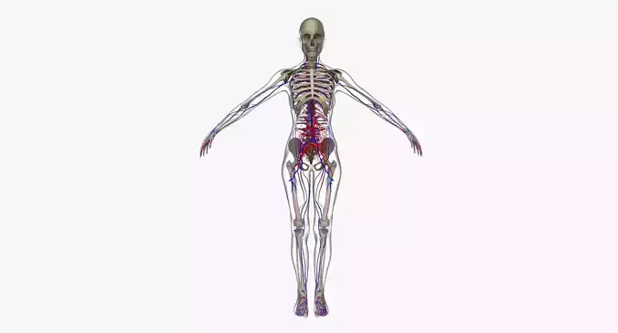 Female Circulatory System Anatomy 3D model