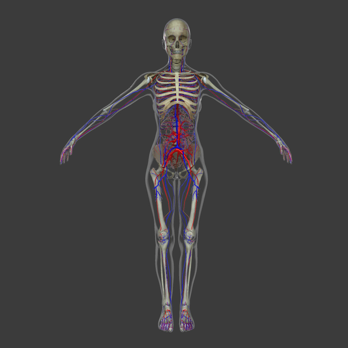 Female Circulatory System Anatomy 3D model_2
