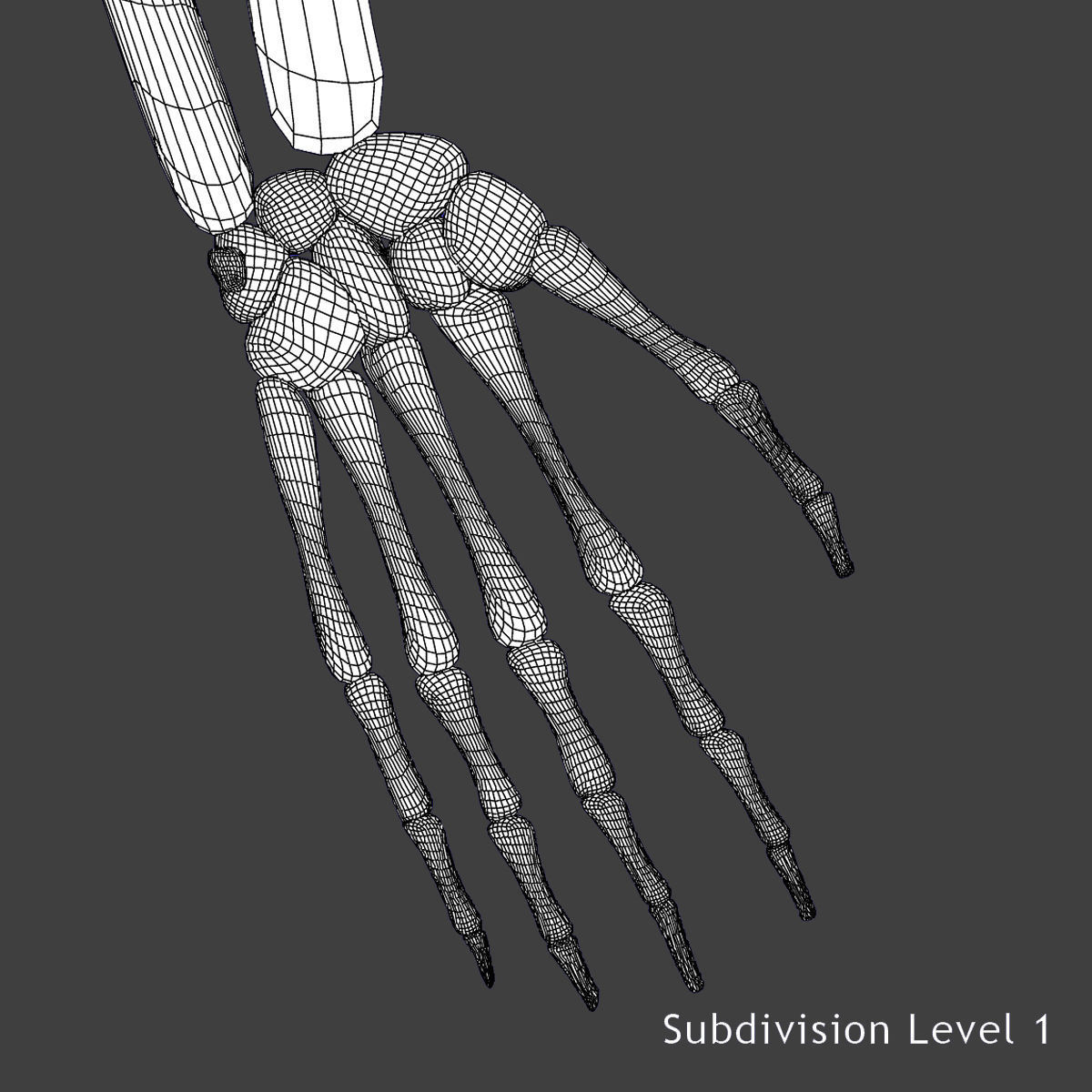 Female Circulatory System Anatomy 3D model_16