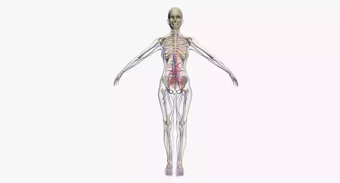 Female Circulatory System 3DSmax