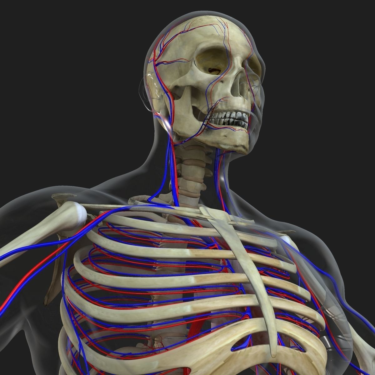 Circulatory System with Skeleton 3D model_5