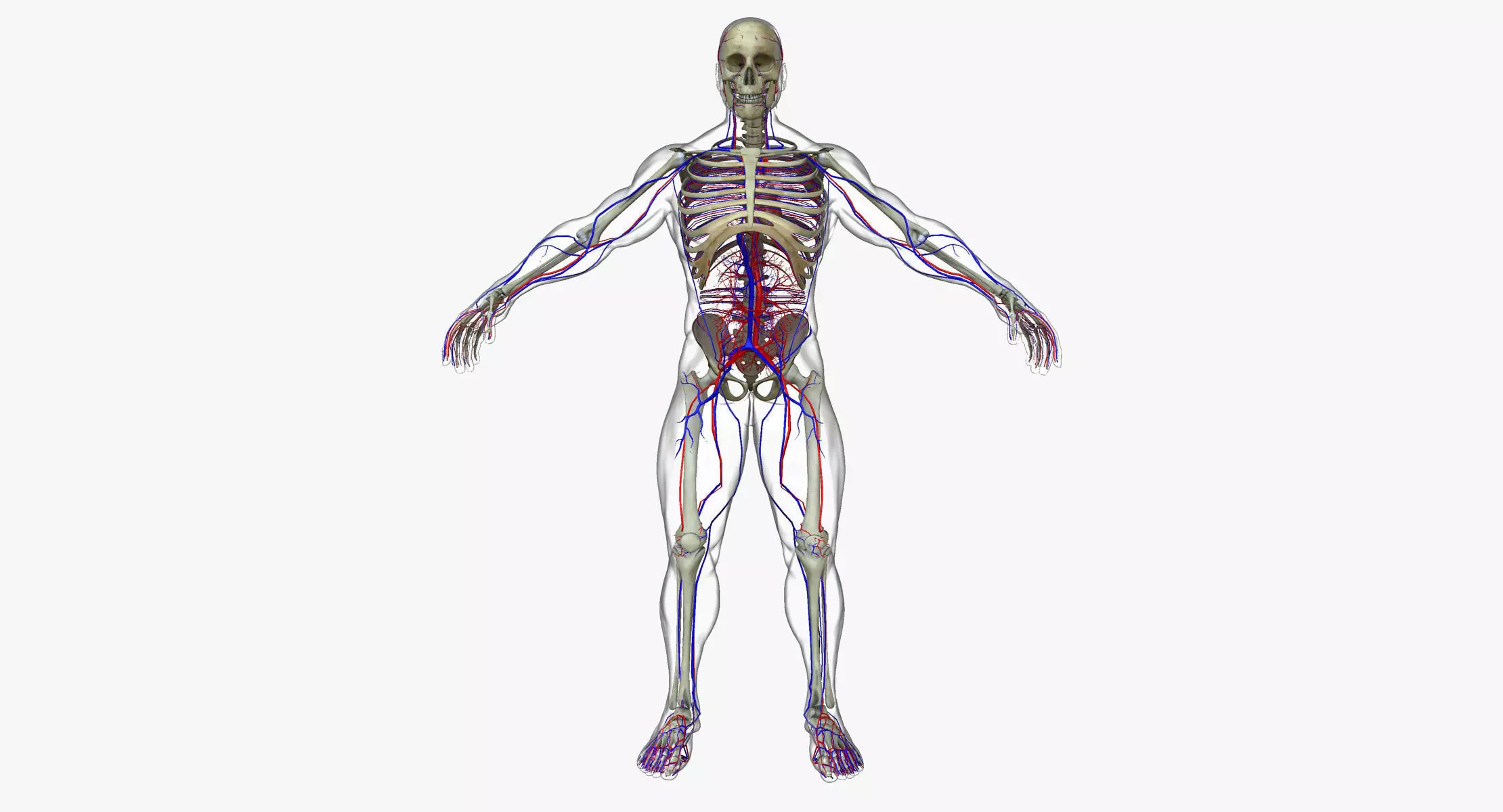 Circulatory System with Skeleton 3D model_0