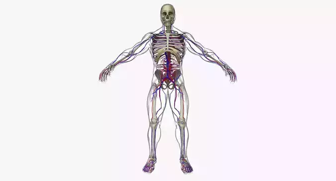 Circulatory System with Skeleton 3D model