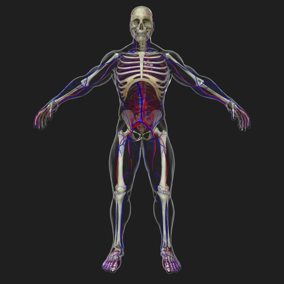 Circulatory System with Skeleton 3D model_3