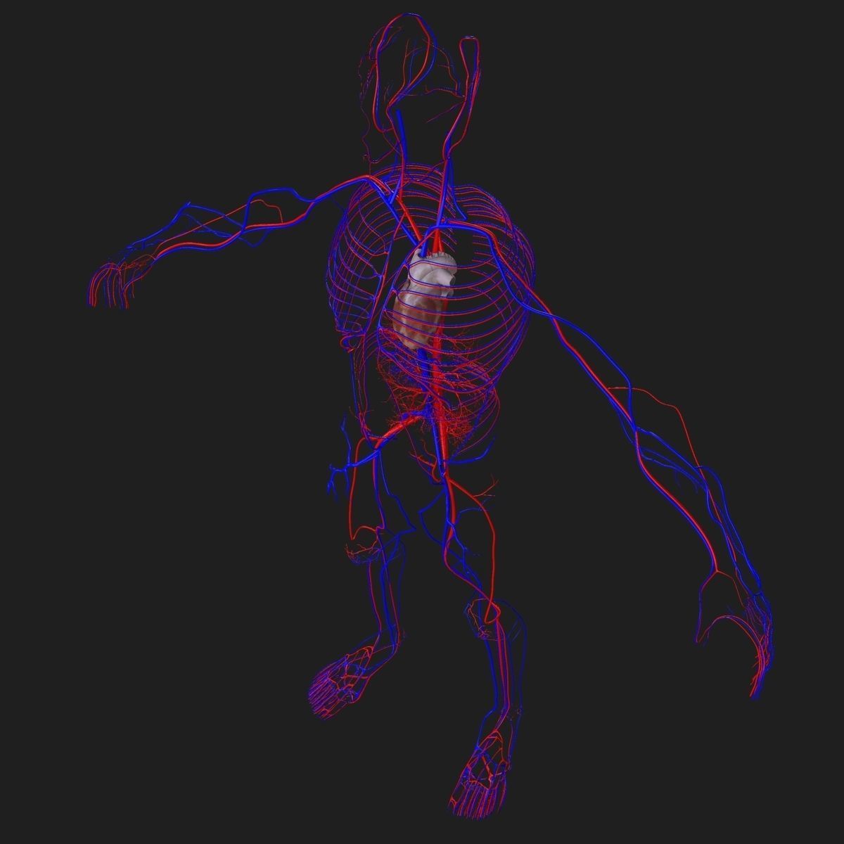 Circulatory System with Skeleton 3D model_9