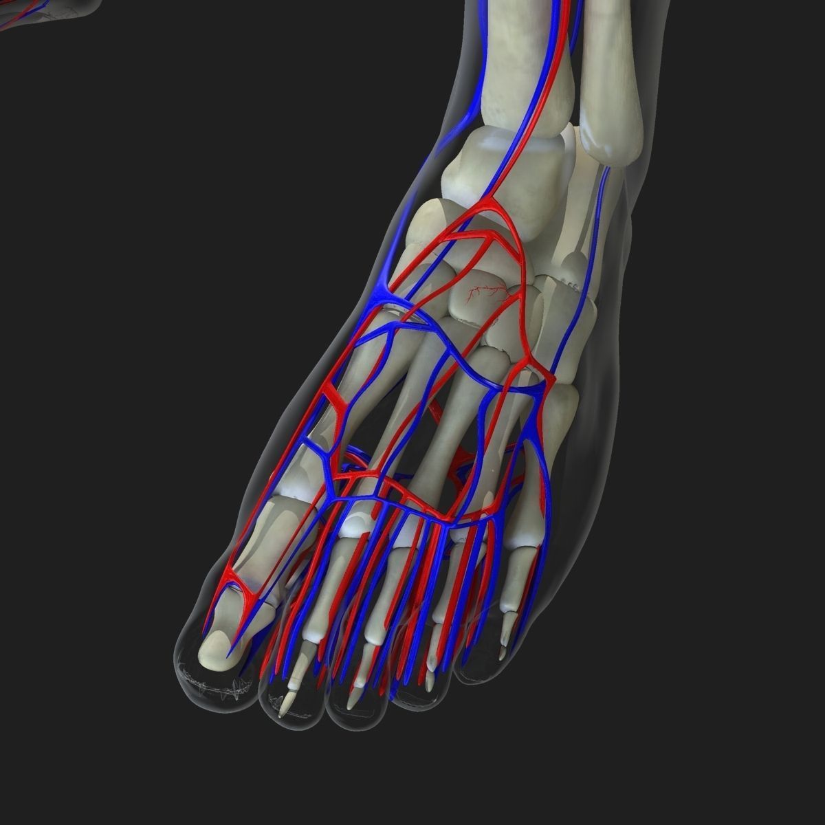 Circulatory System with Skeleton 3D model_6
