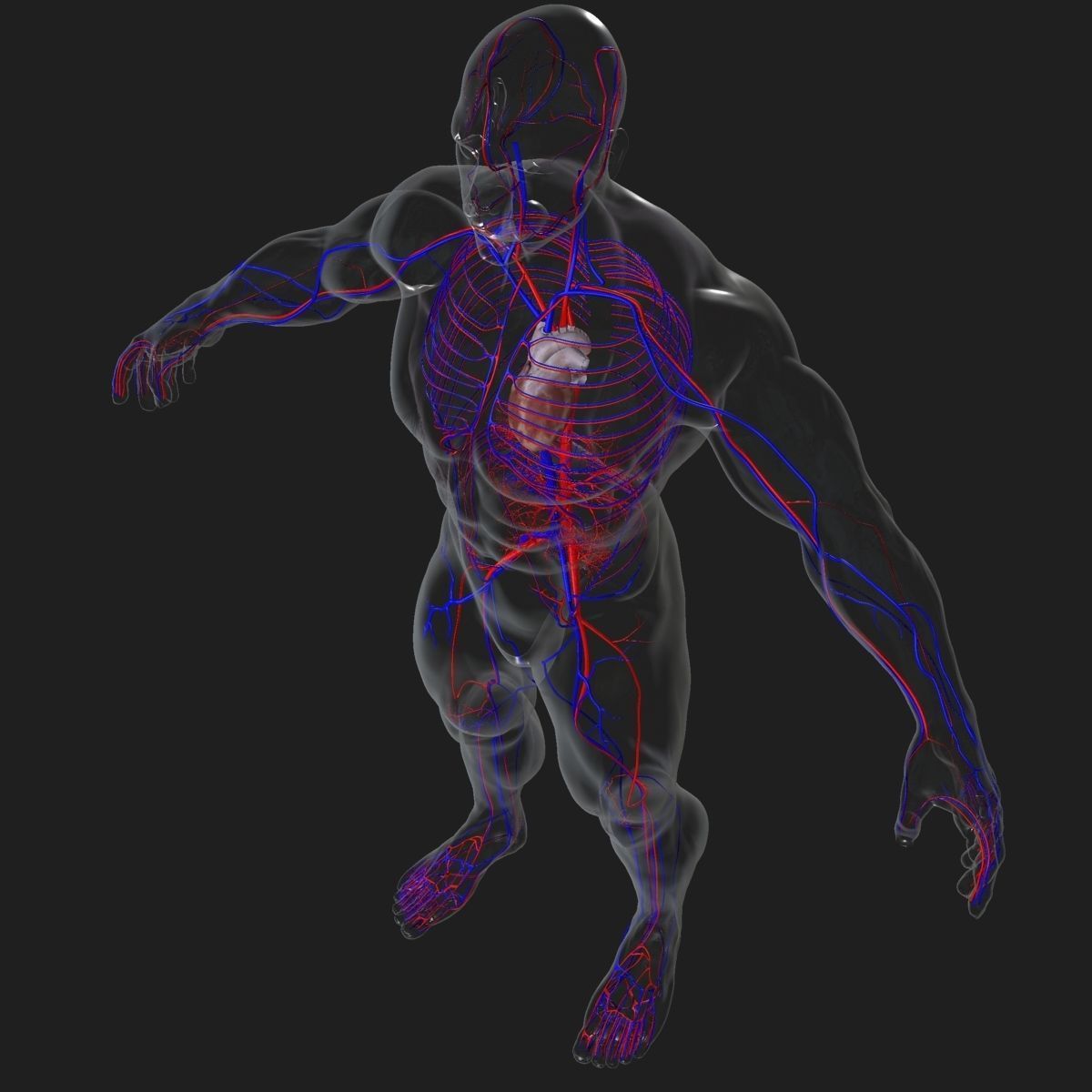 Circulatory System with Skeleton 3D model_8