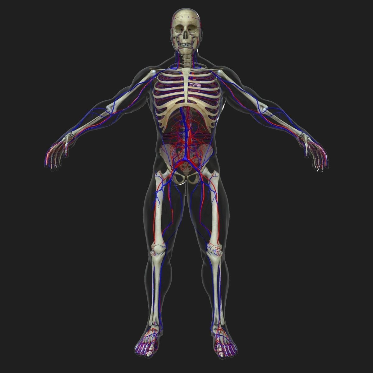 Circulatory System with Skeleton 3D model_2