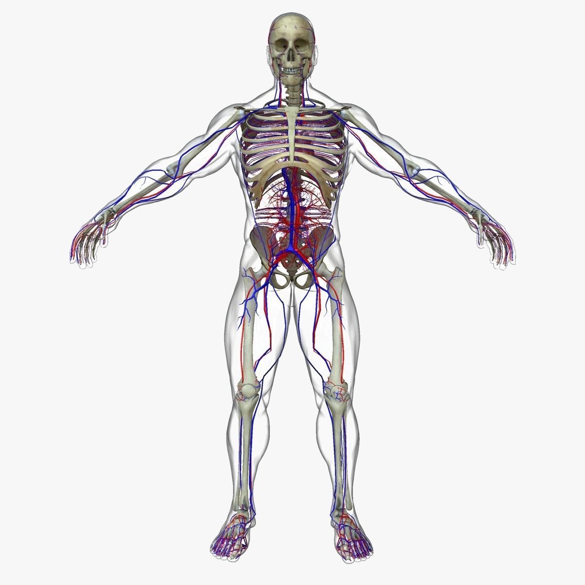 Circulatory System with Skeleton 3D model_1