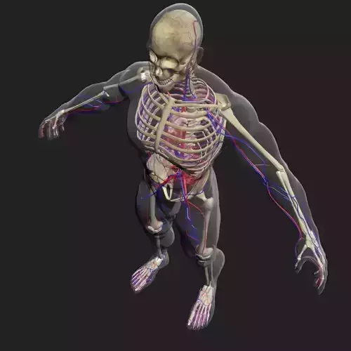 Male Skeleton and Circulatory System 3DSmax 3D model