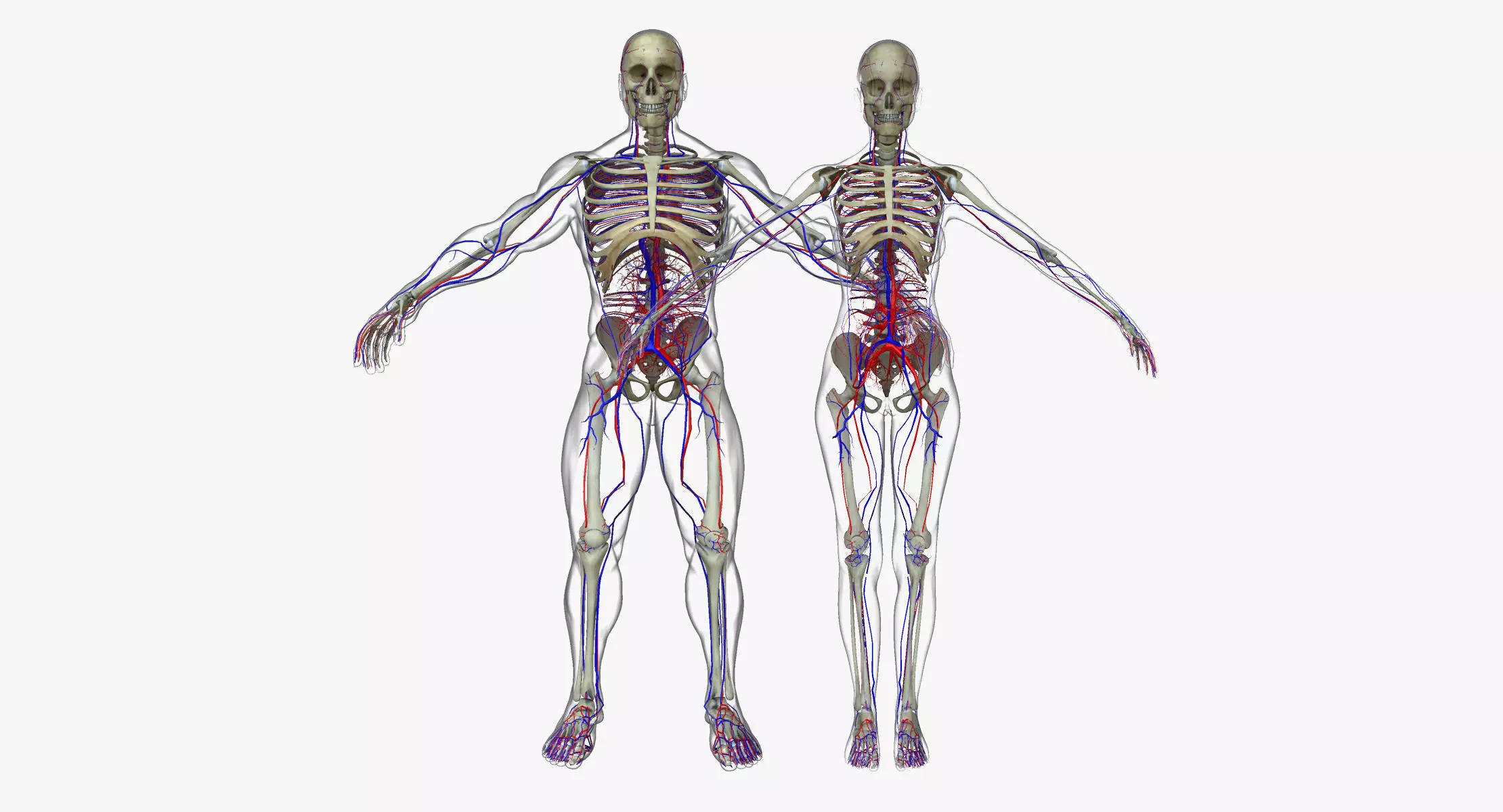 Male And Female Circulatory System Anatomy 3D model