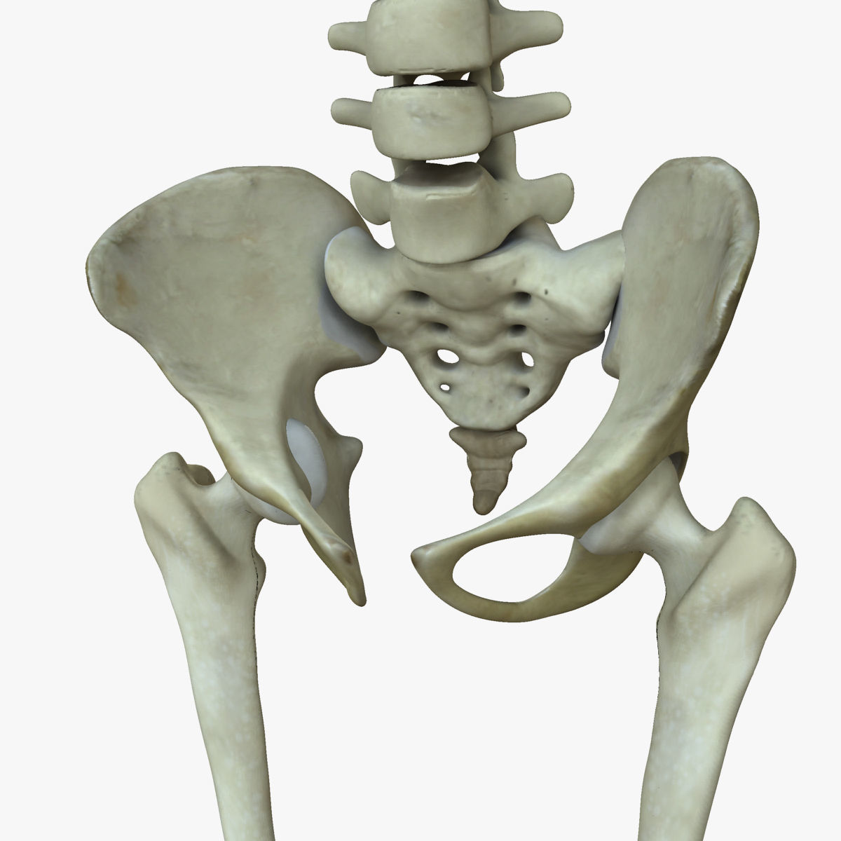 Central Nervous System with Skeleton Female 3D model_28