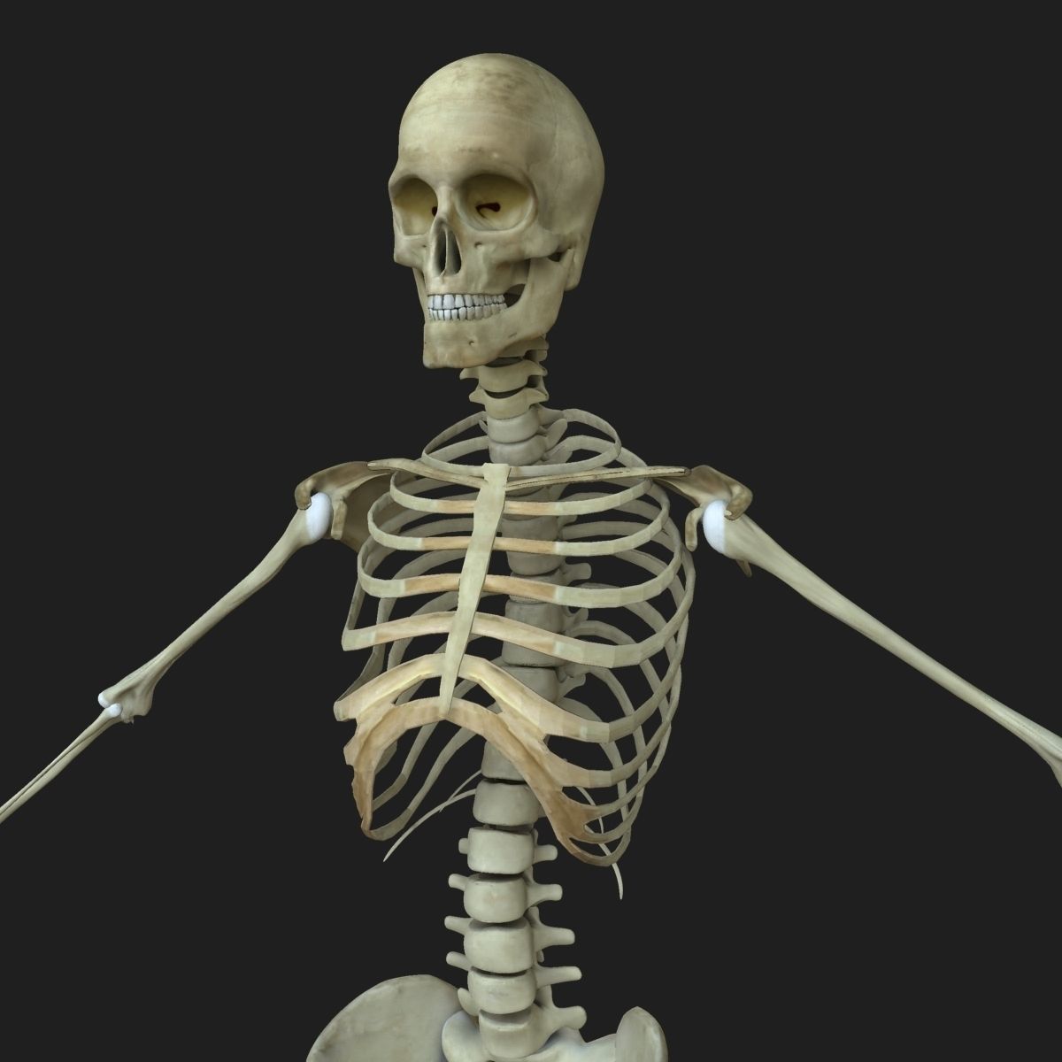 Central Nervous System with Skeleton Female 3D model_25