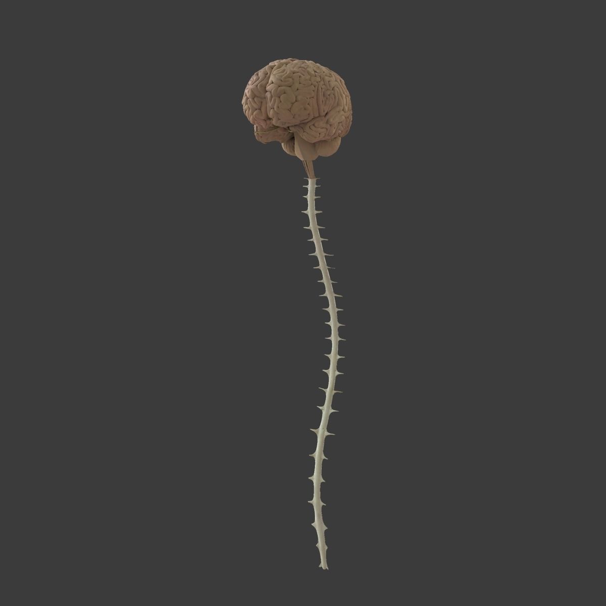 Central Nervous System with Skeleton Female 3D model_18