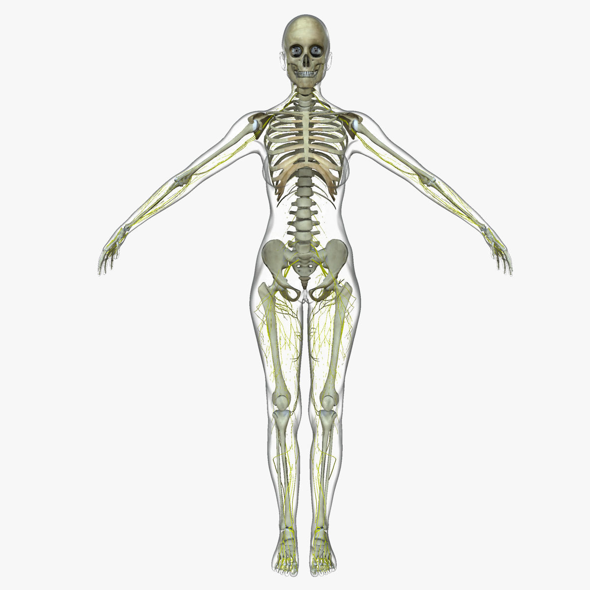 Central Nervous System with Skeleton Female 3D model_22