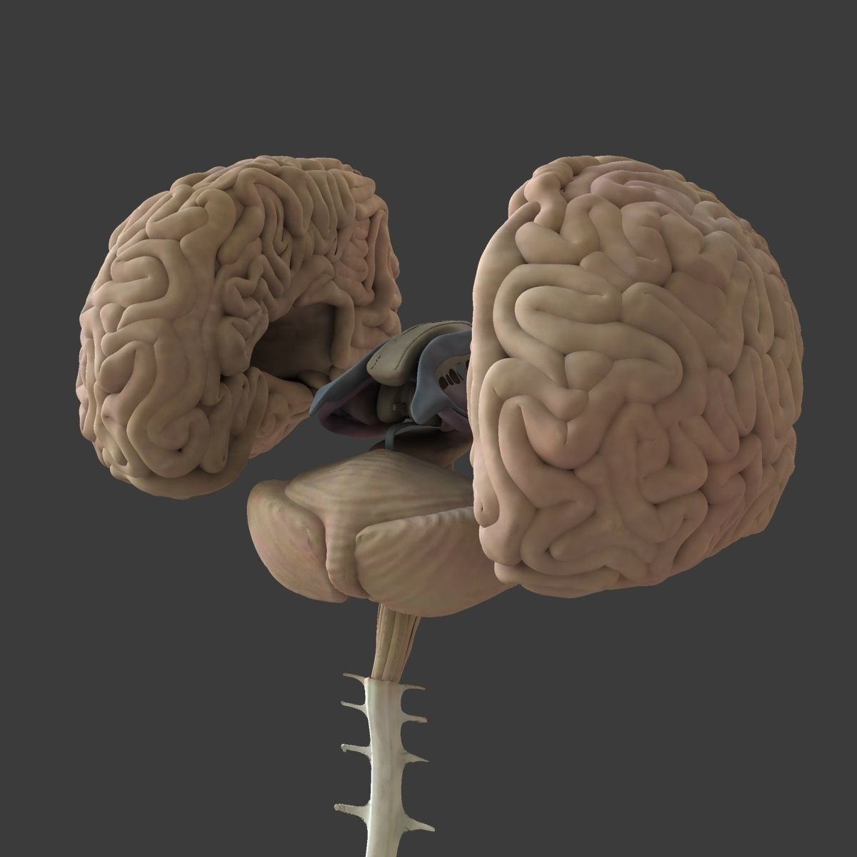Central Nervous System with Skeleton Female 3D model_13