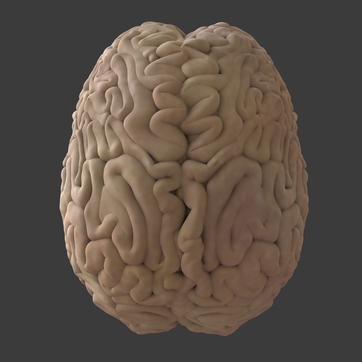 Central Nervous System with Skeleton Female 3D model_15
