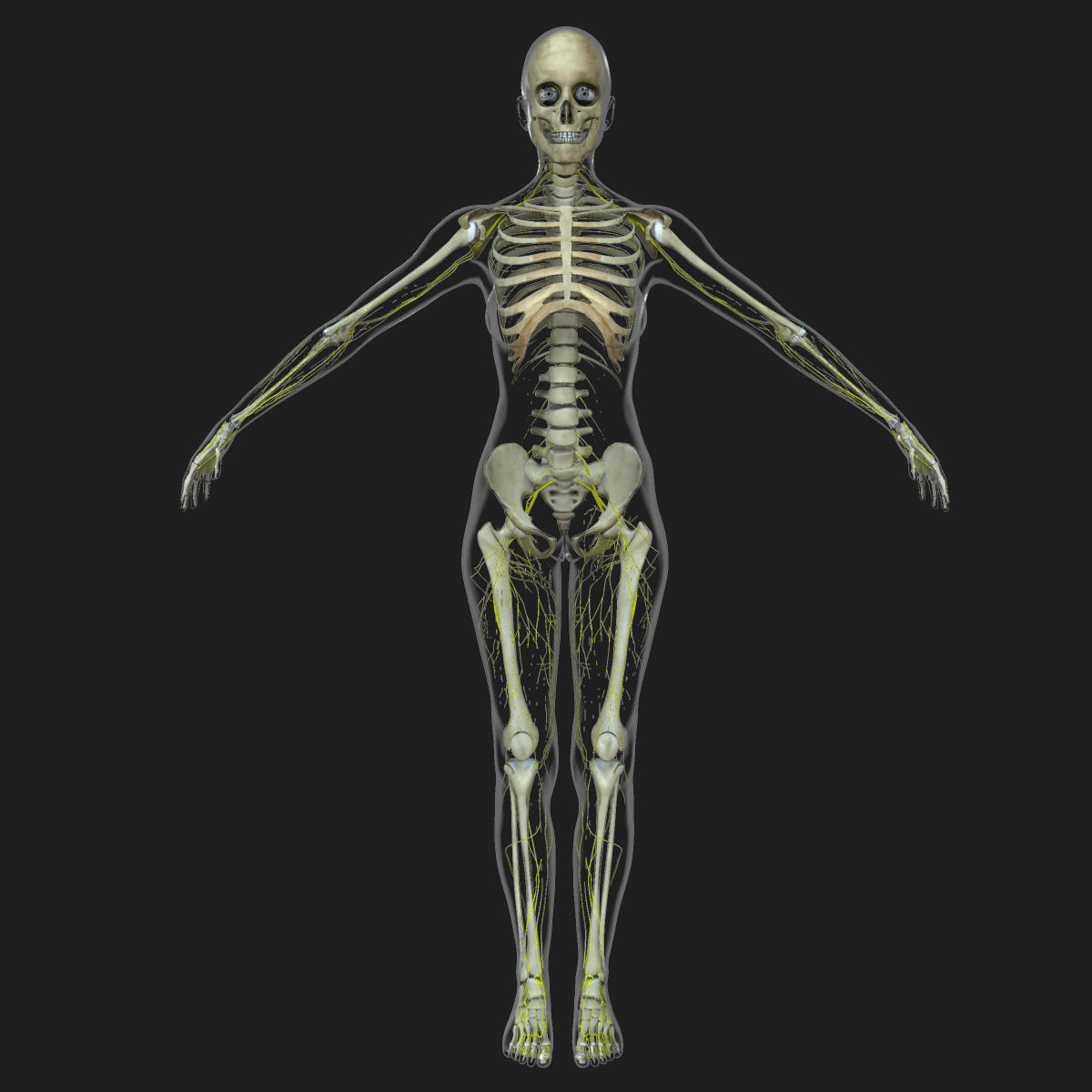 Central Nervous System with Skeleton Female 3D model_23