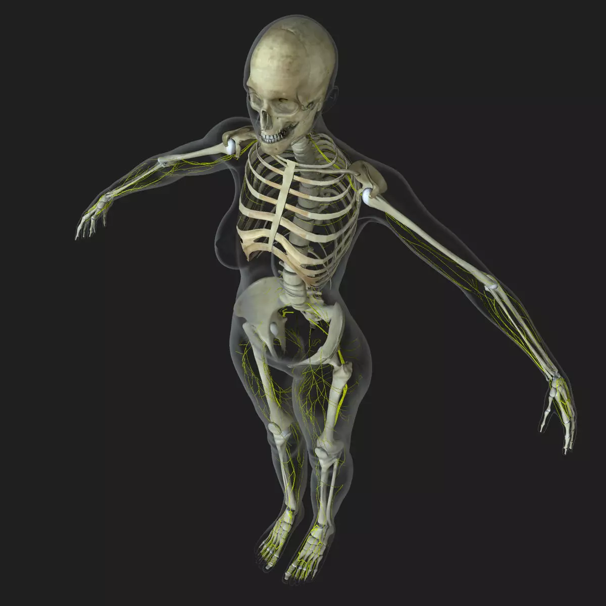 Central Nervous System with Skeleton Female 3D model_0