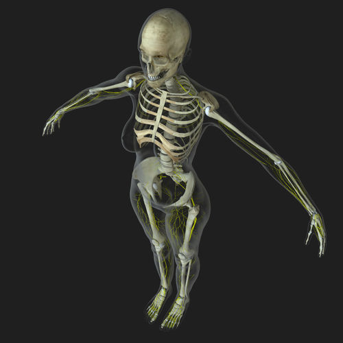Central Nervous System with Skeleton Female 3D model