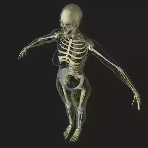 Central Nervous System with Skeleton Female 3D model