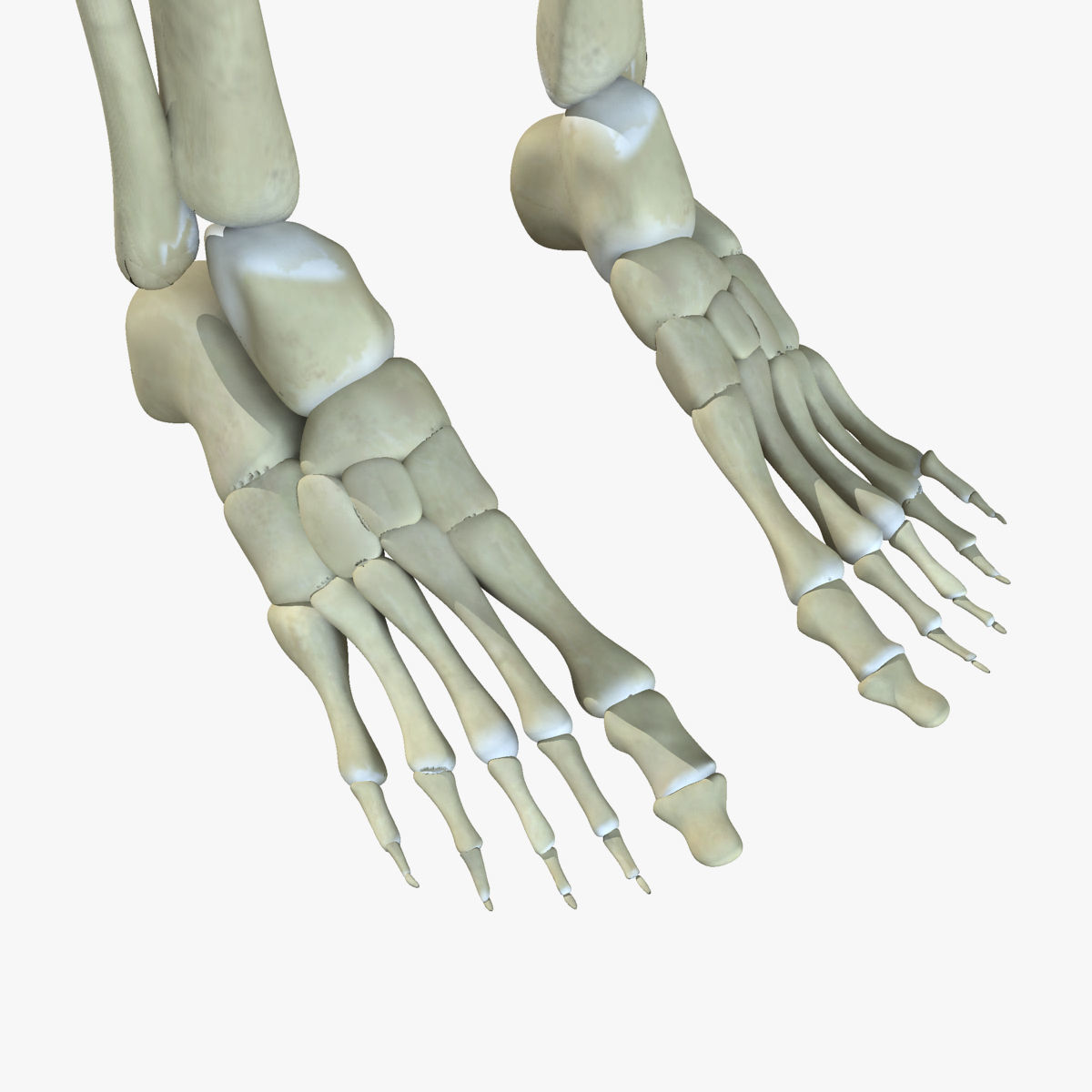 Central Nervous System with Skeleton Female 3D model_29