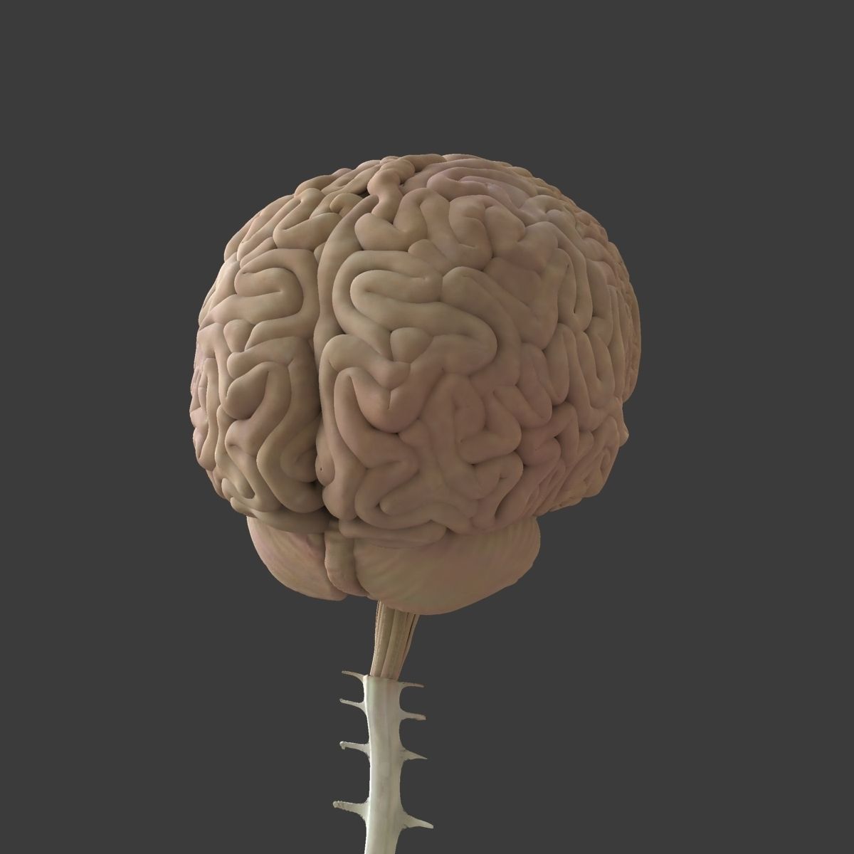 Central Nervous System with Skeleton Female 3D model_14