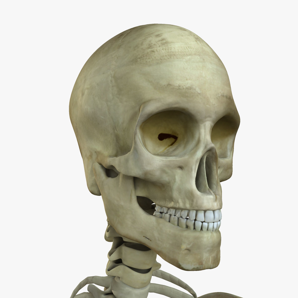 Central Nervous System with Skeleton Female 3D model_26