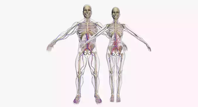 Male And Female Circulatory System 3DSmax
