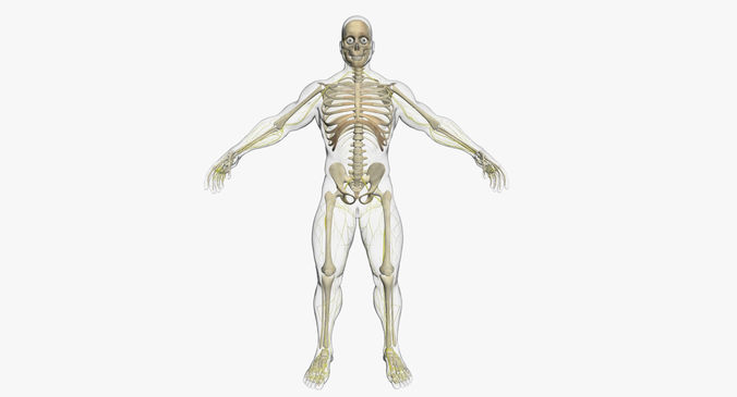  Male Central Nervous System With Skeleton 3DSmax 3D model