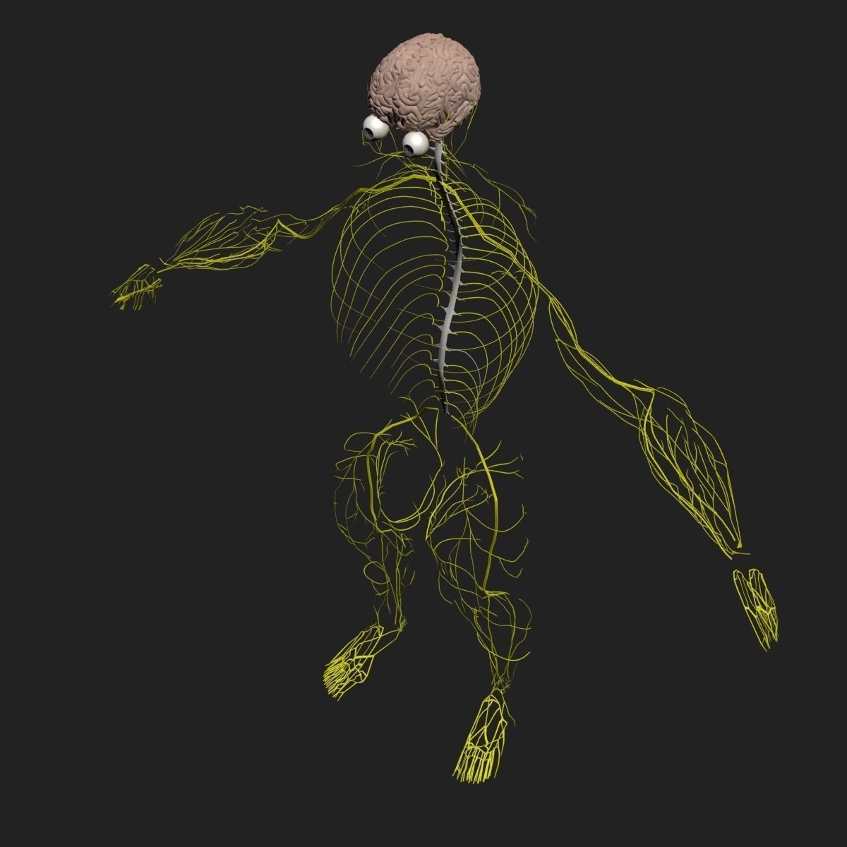  Male Central Nervous System With Skeleton 3DSmax 3D model_5