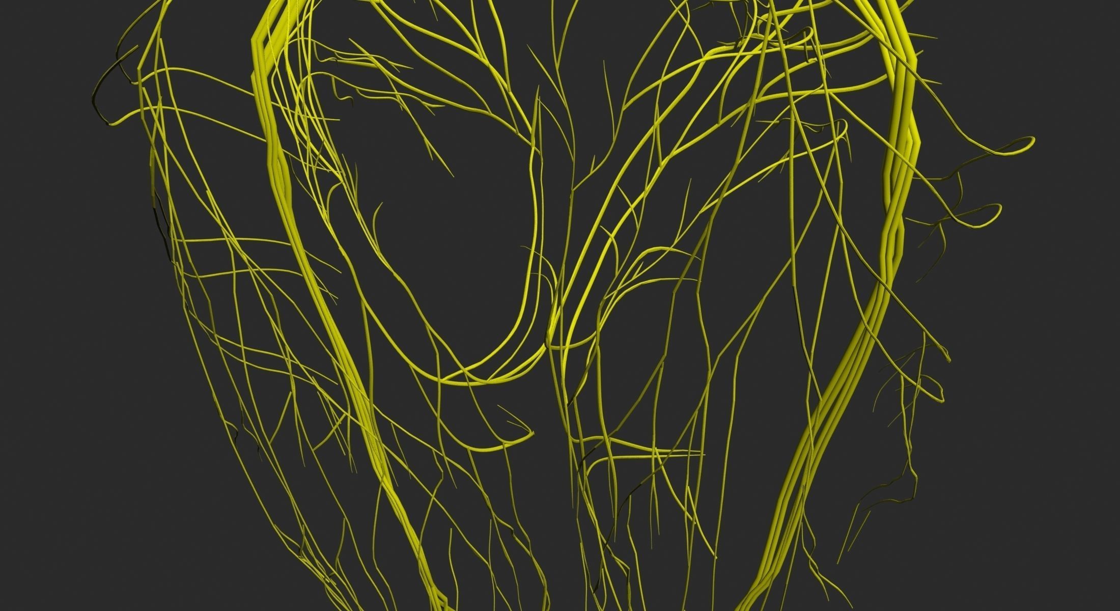  Male Central Nervous System With Skeleton 3DSmax 3D model_6