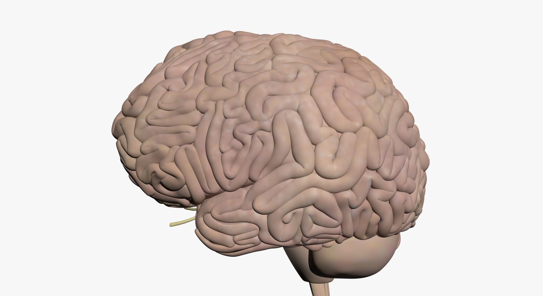  Male Central Nervous System With Skeleton 3DSmax 3D model_13