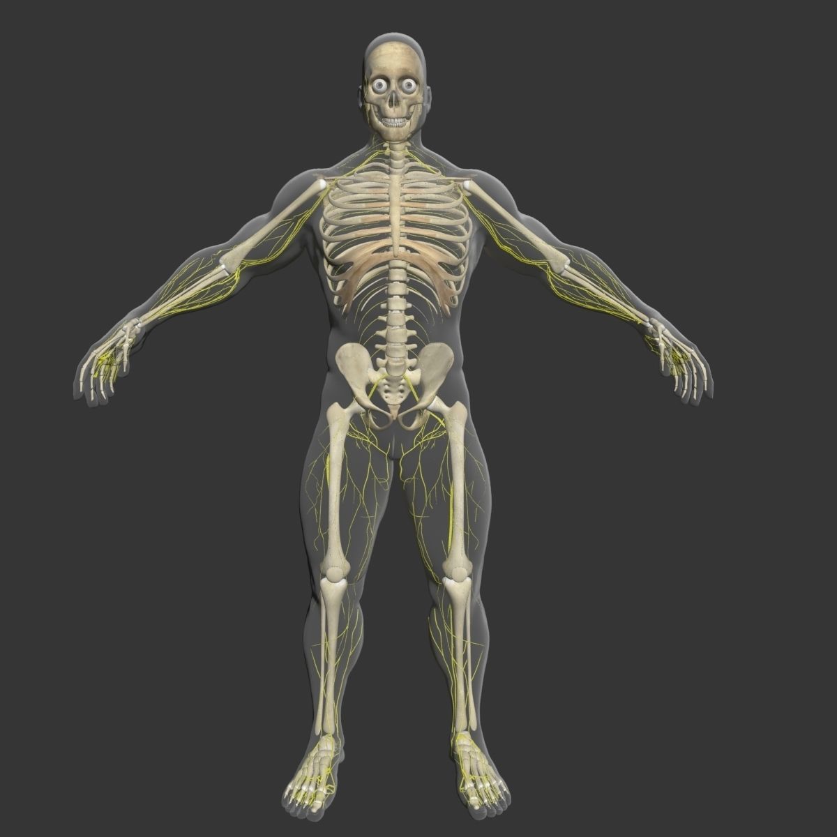  Male Central Nervous System With Skeleton 3DSmax 3D model_2