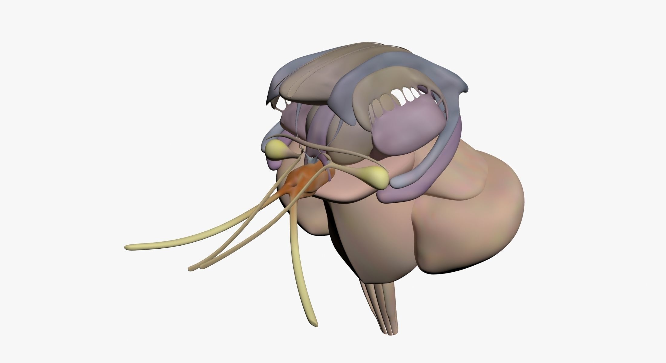  Male Central Nervous System With Skeleton 3DSmax 3D model_19
