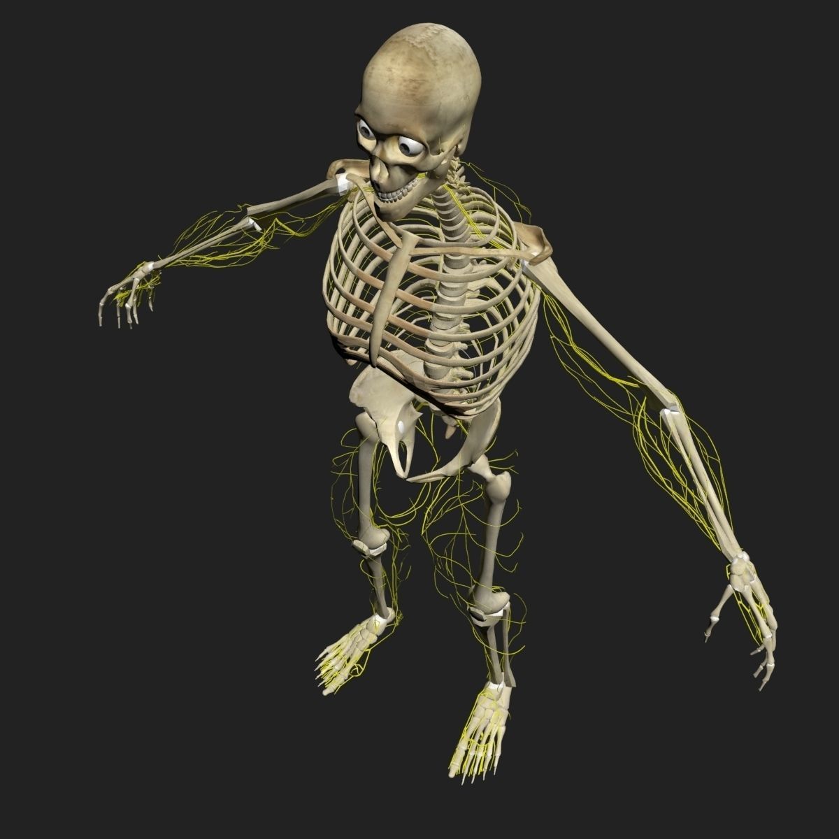  Male Central Nervous System With Skeleton 3DSmax 3D model_4