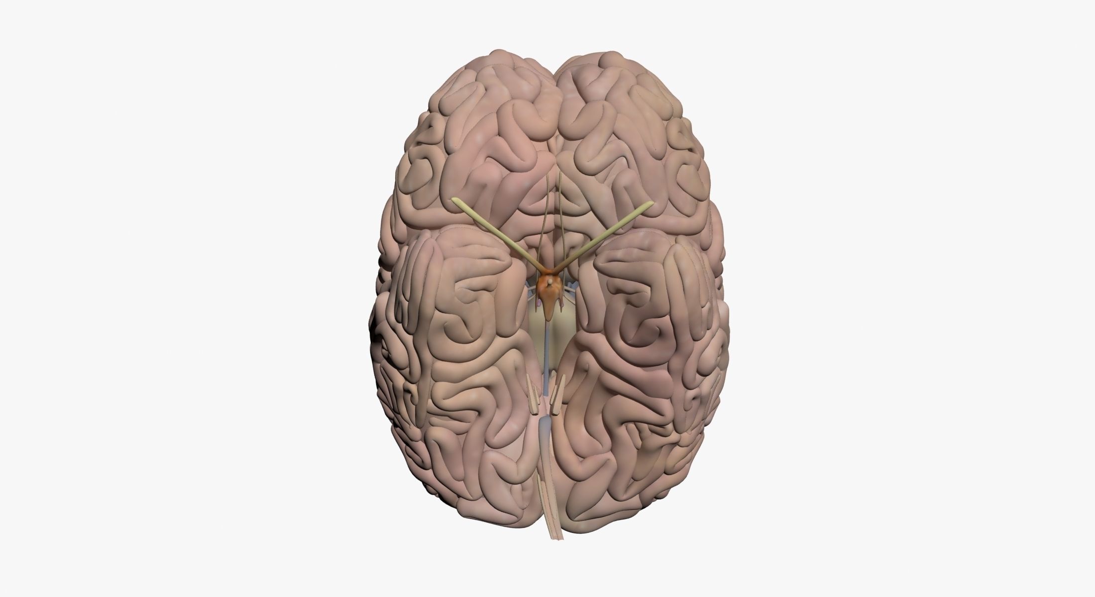  Male Central Nervous System With Skeleton 3DSmax 3D model_15