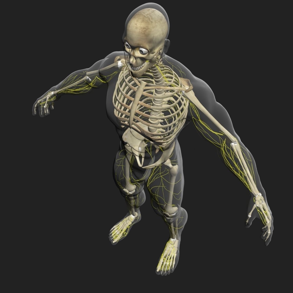  Male Central Nervous System With Skeleton 3DSmax 3D model_3