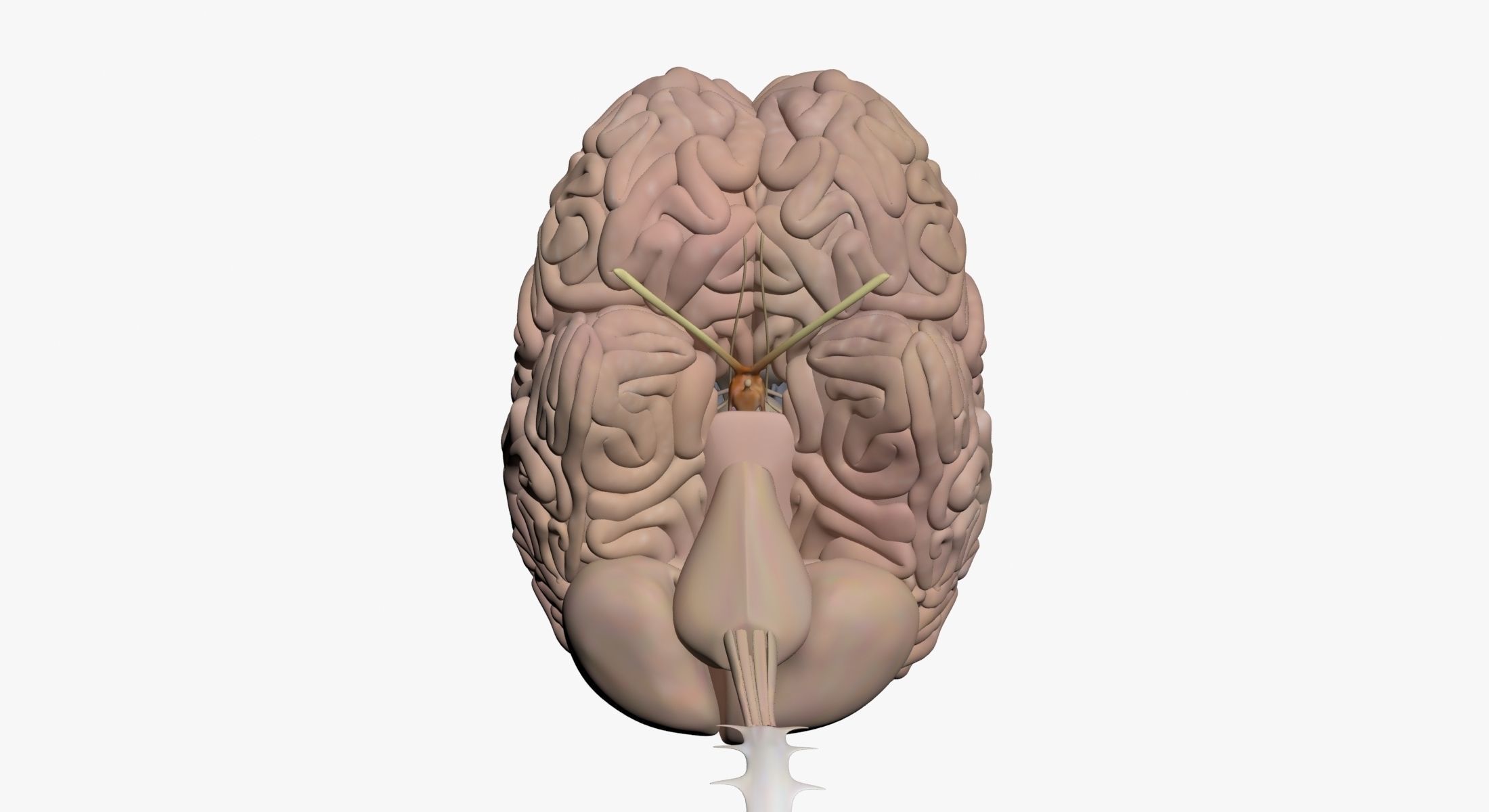  Male Central Nervous System With Skeleton 3DSmax 3D model_16