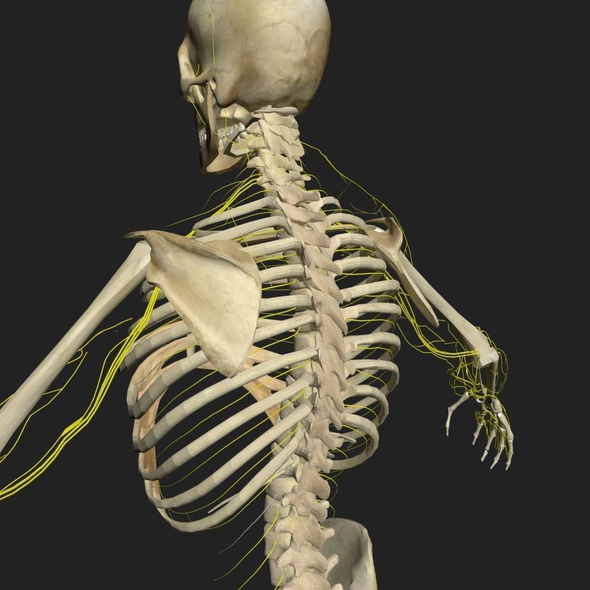  Male Central Nervous System With Skeleton 3DSmax 3D model_9