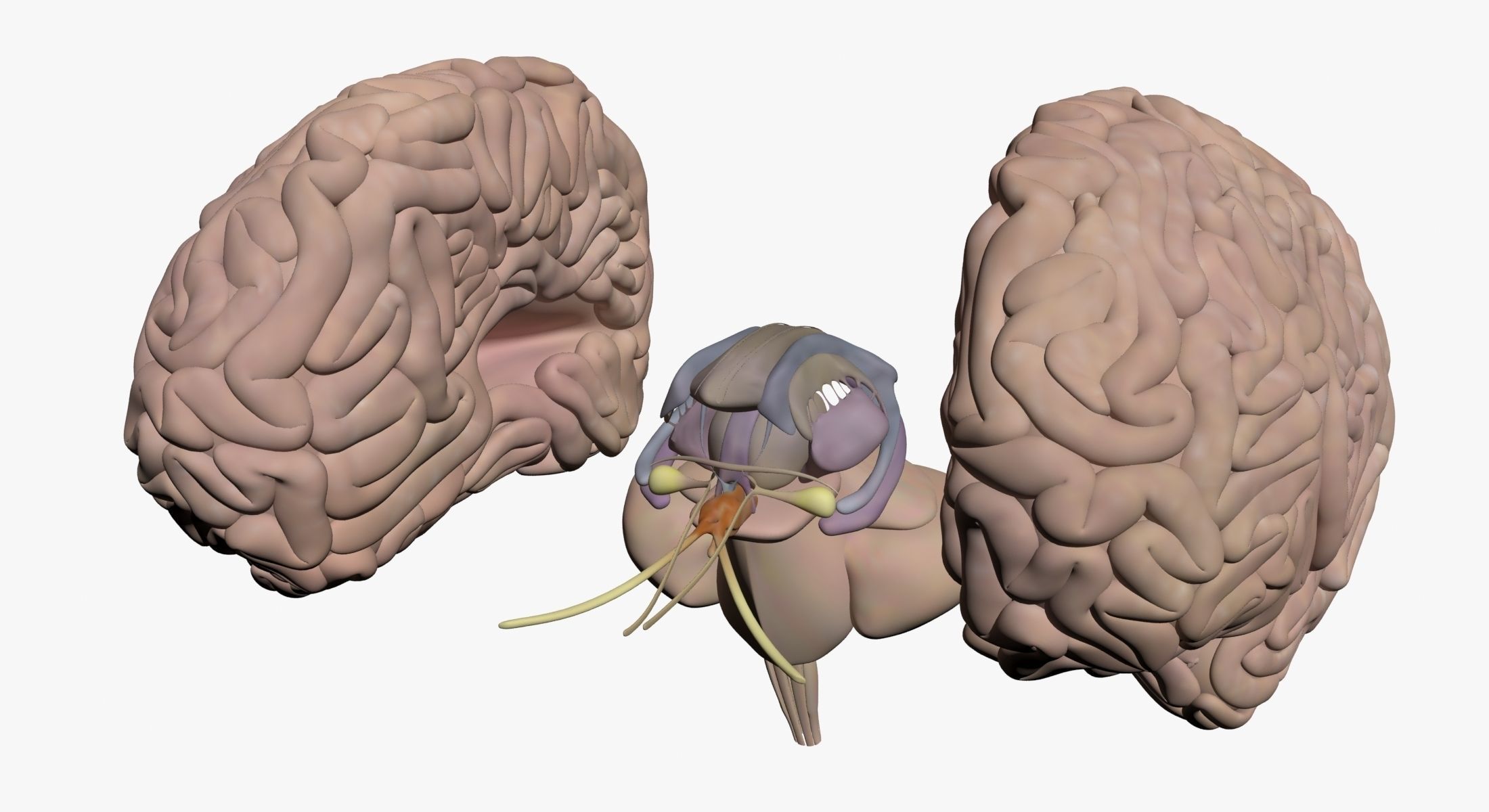  Male Central Nervous System With Skeleton 3DSmax 3D model_18