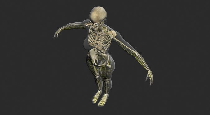 Male Central Nervous System With Skeleton 3DSmax 3D model