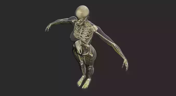 Male Central Nervous System With Skeleton 3DSmax 3D model