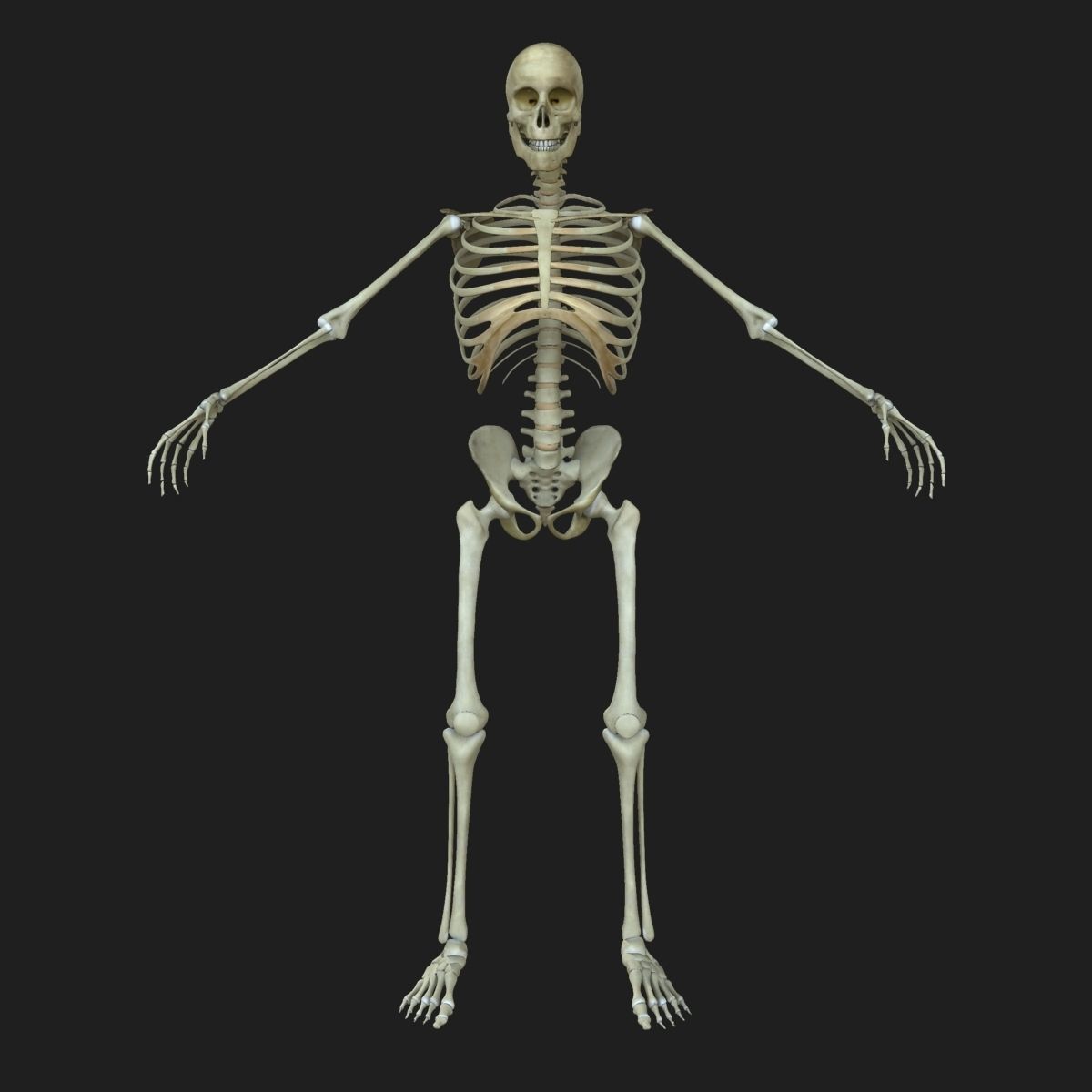 Human Central Nervous System with Skeleton 3D model_6