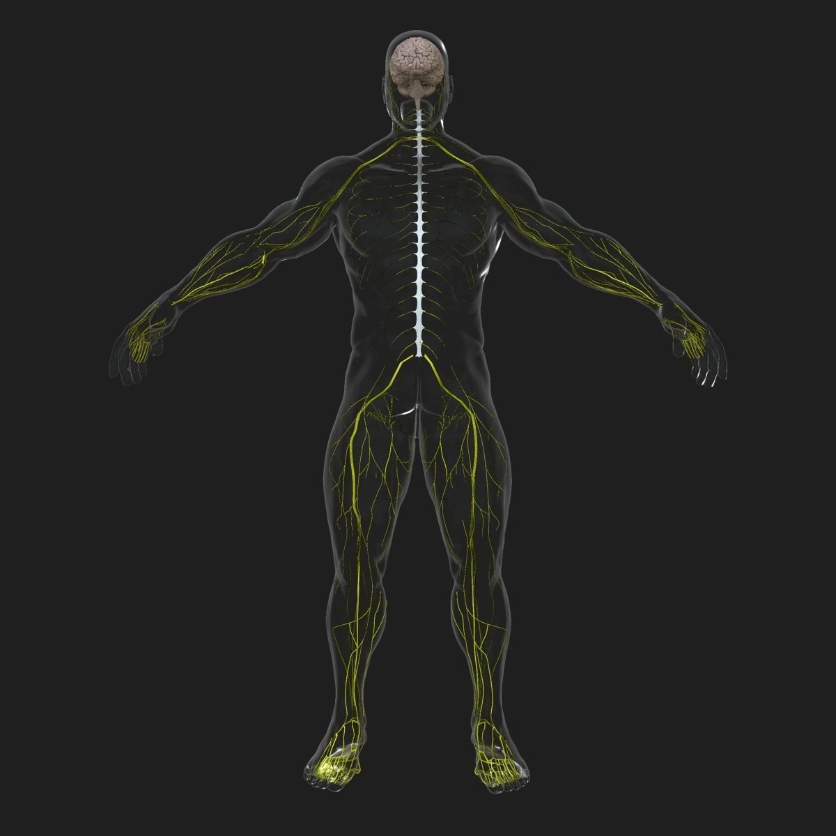 Human Central Nervous System with Skeleton 3D model_8