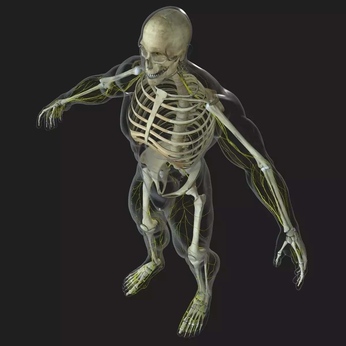 Human Central Nervous System with Skeleton 3D model_0