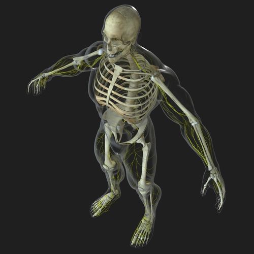 Human Central Nervous System with Skeleton 3D model