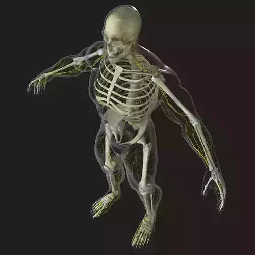 Human Central Nervous System with Skeleton 3D model Human Central Nervous System with Skeleton 3D model