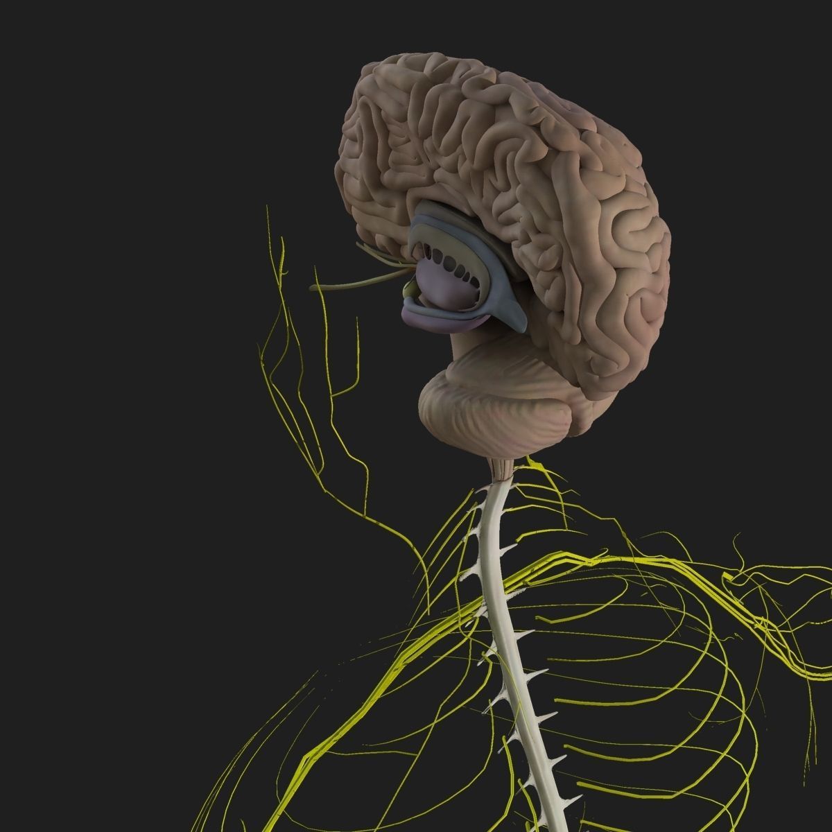 Human Central Nervous System with Skeleton 3D model_5