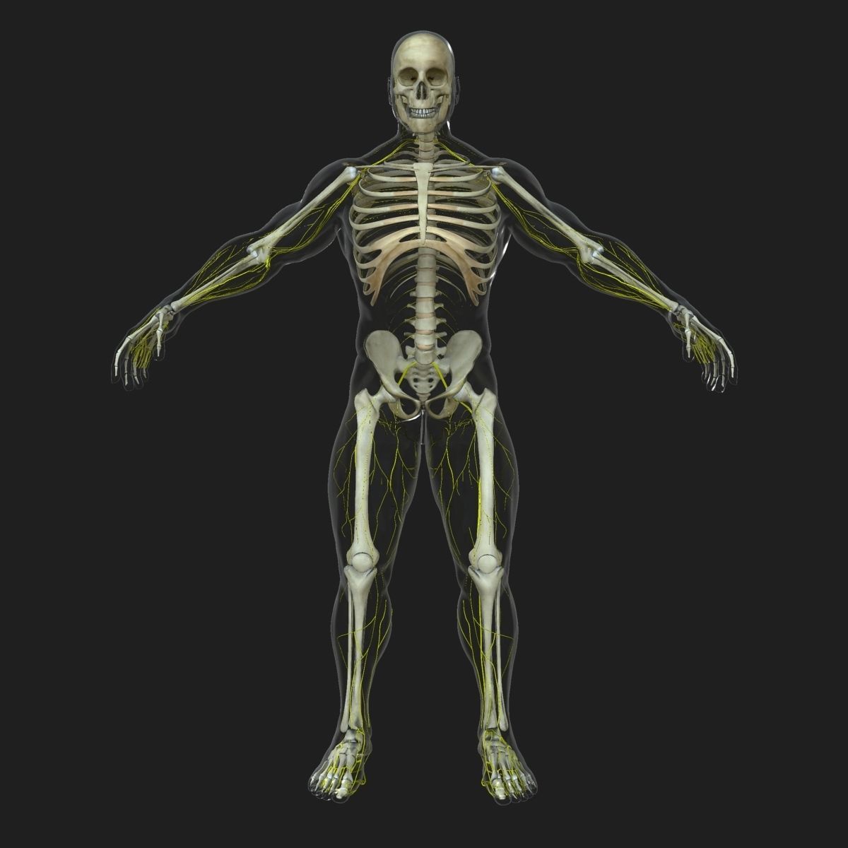 Human Central Nervous System with Skeleton 3D model_7